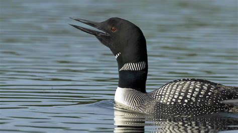Loon noise. Things To Know About Loon noise. 
